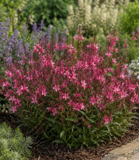 Gaura lindheimeri 'Gaudi Compact Red'